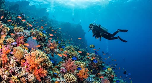 Dive into Dahab